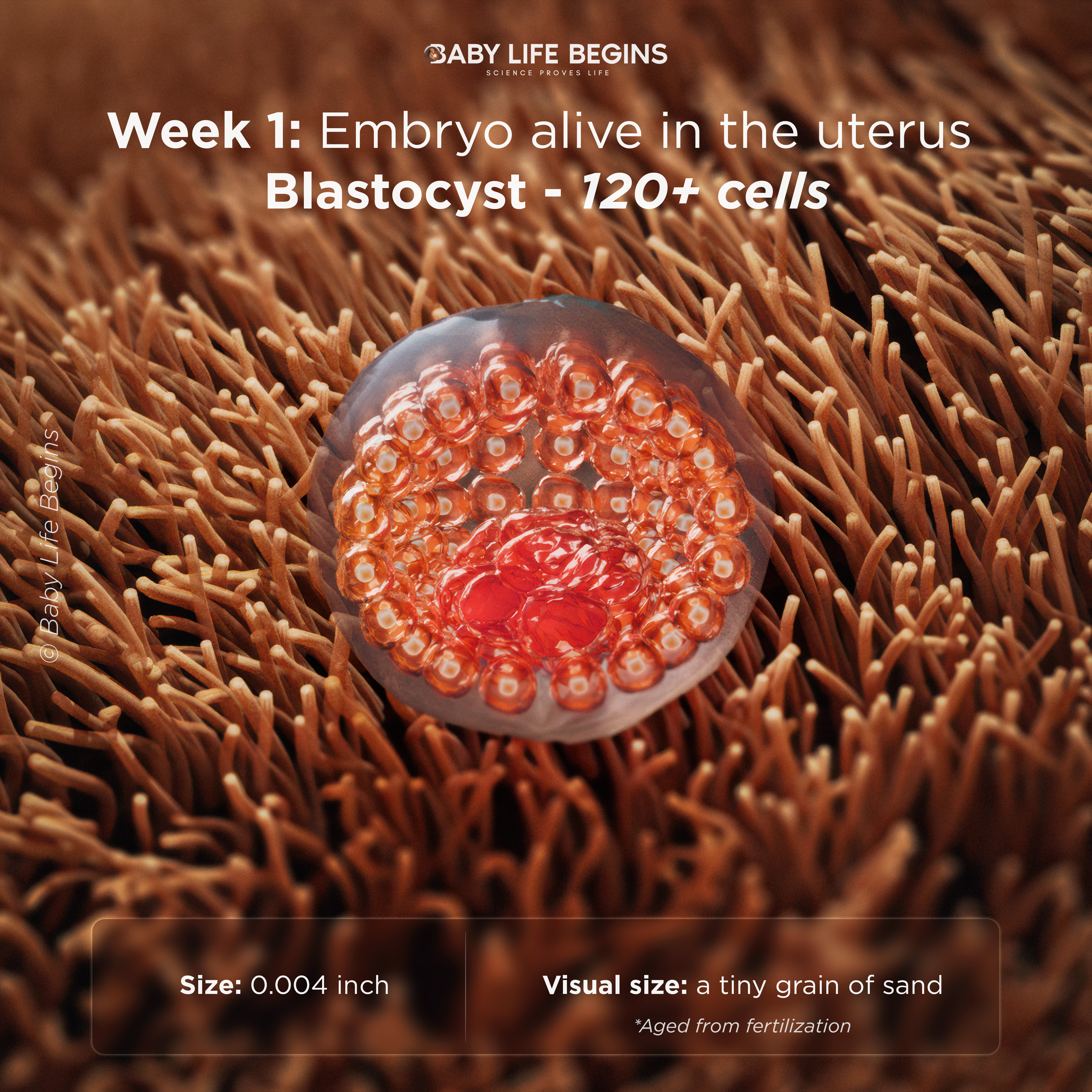 Blastocyst — 120+ cells