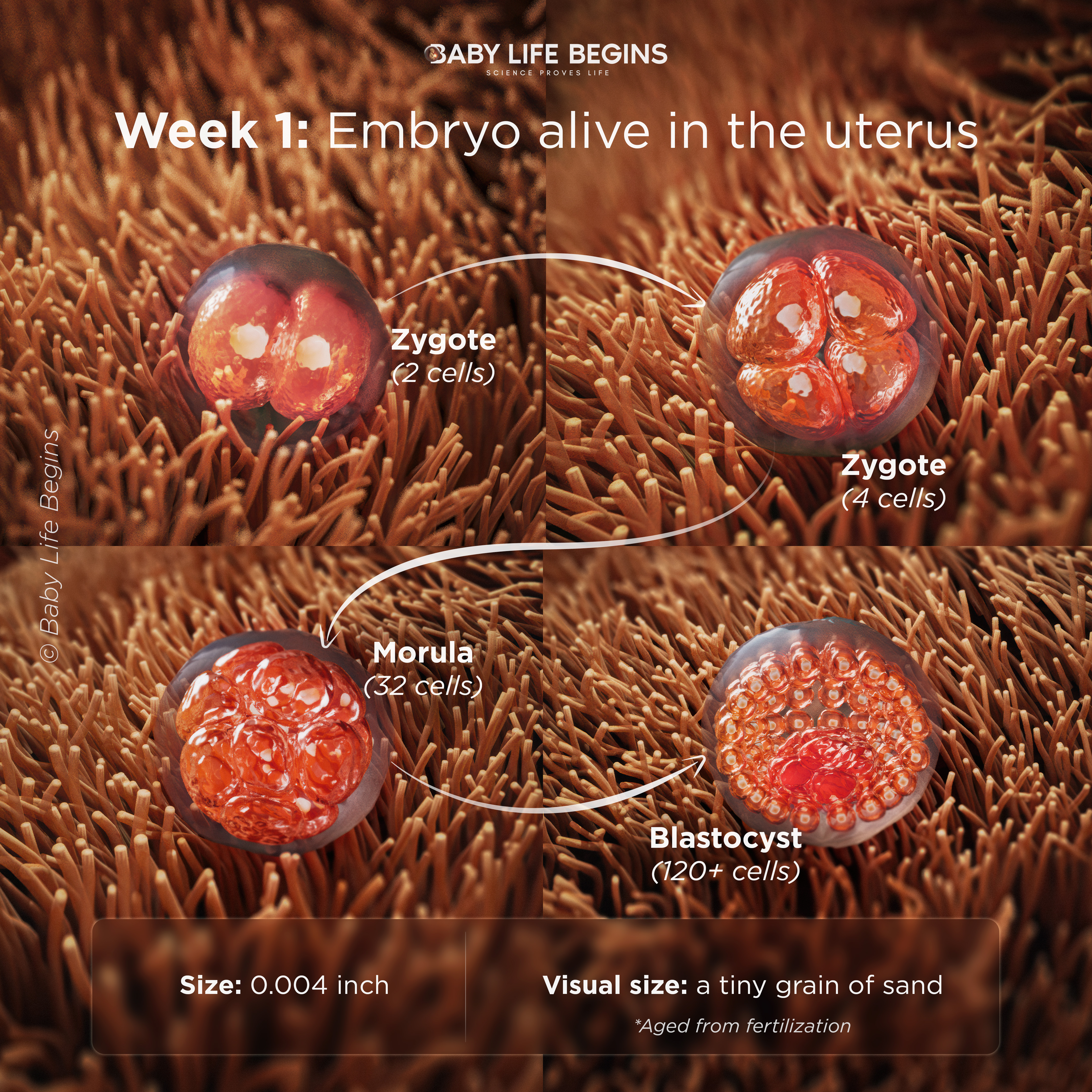 Early Human Development — From Zygote to Blastocyst