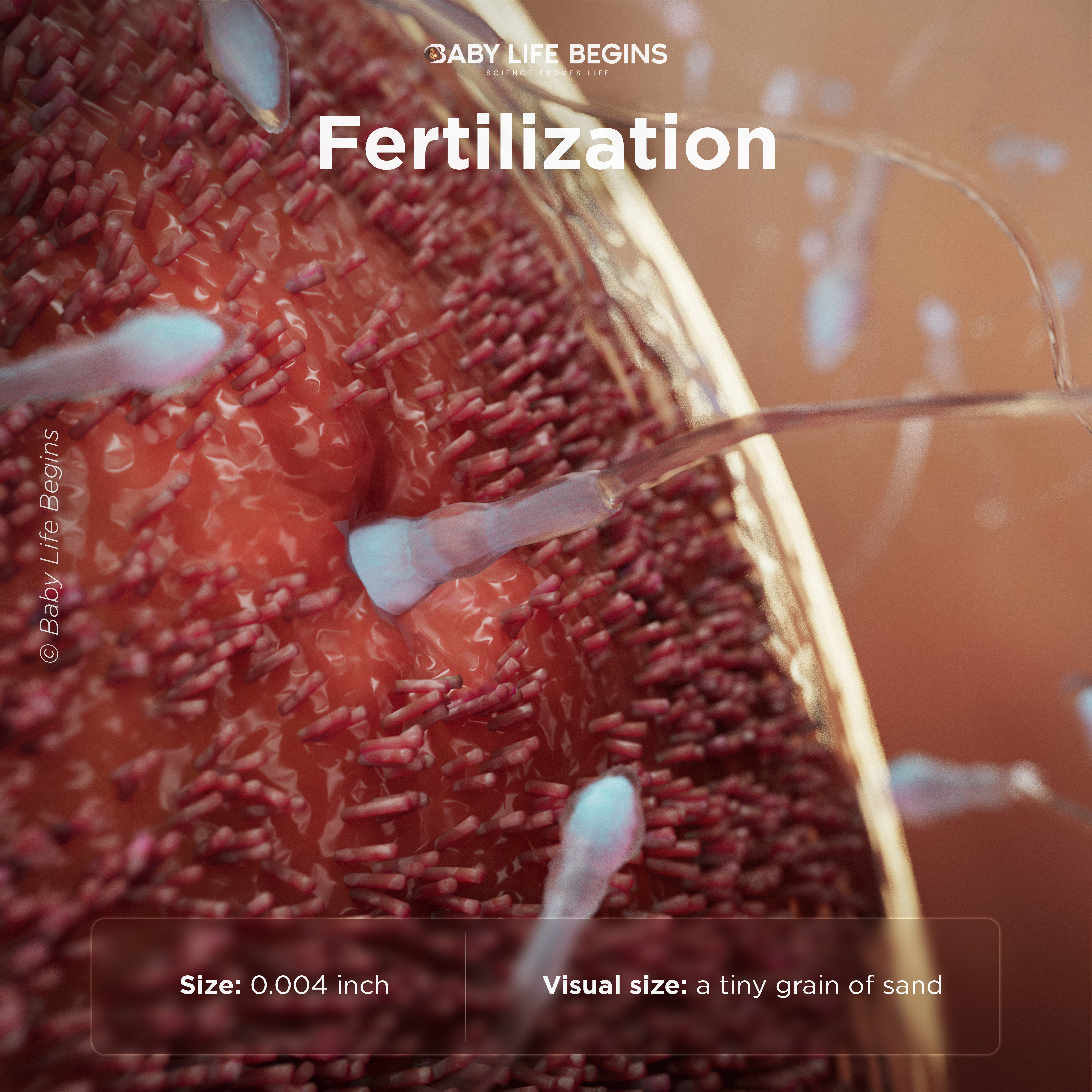 Fertilization in the womb