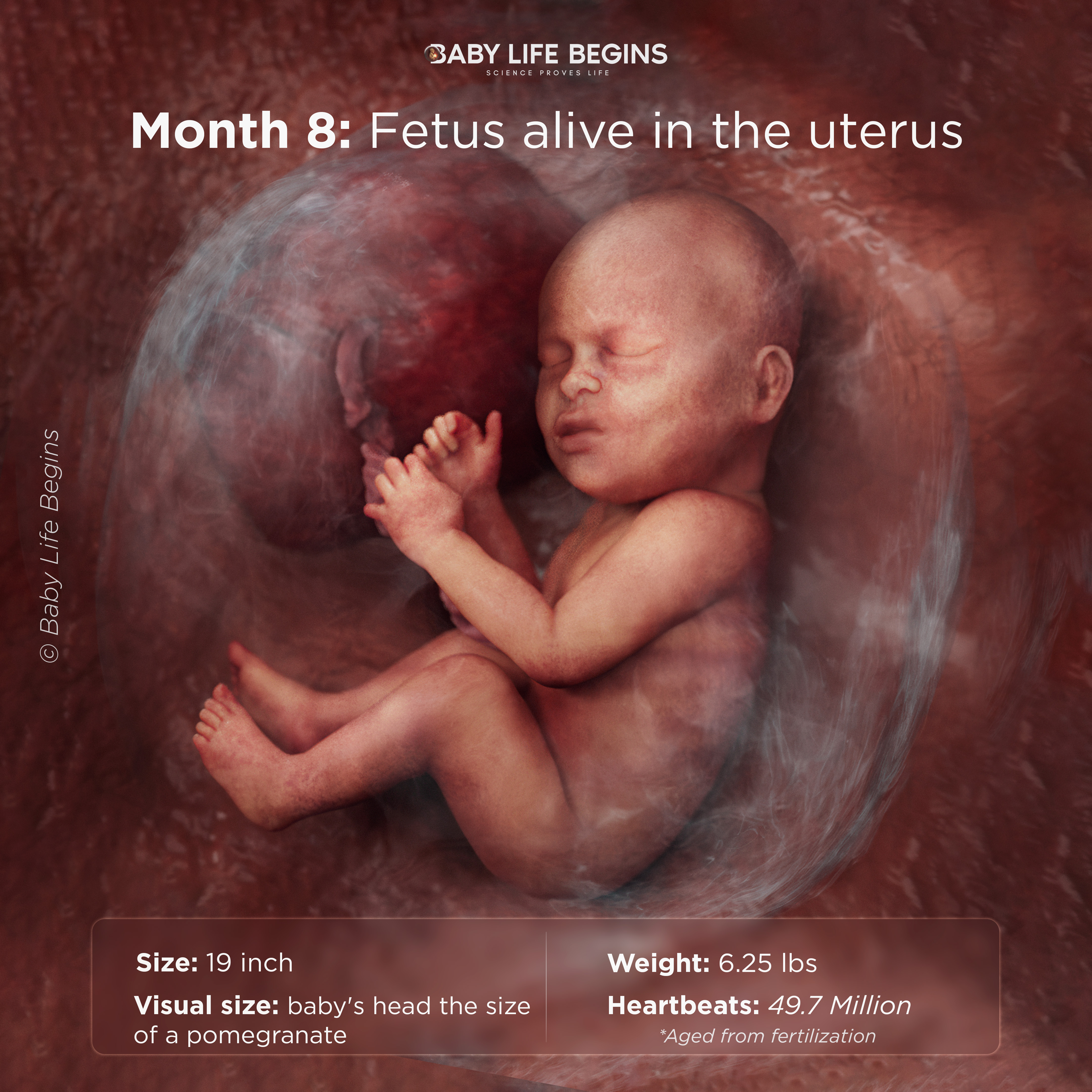 Month 8 Preparing for Birth, Strong Kicks & Fully Formed Organs