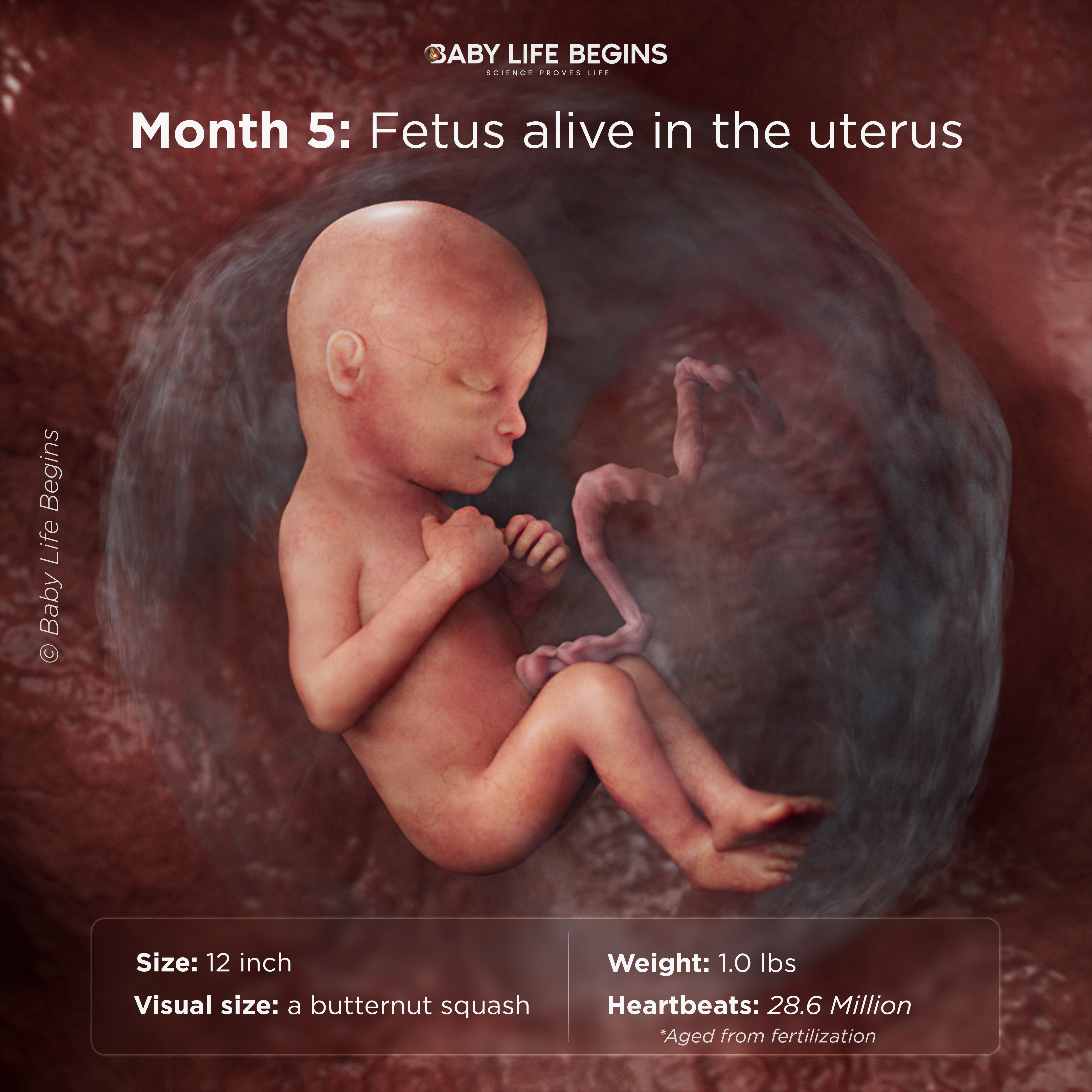 Month 5 fetus alive in the uterus
