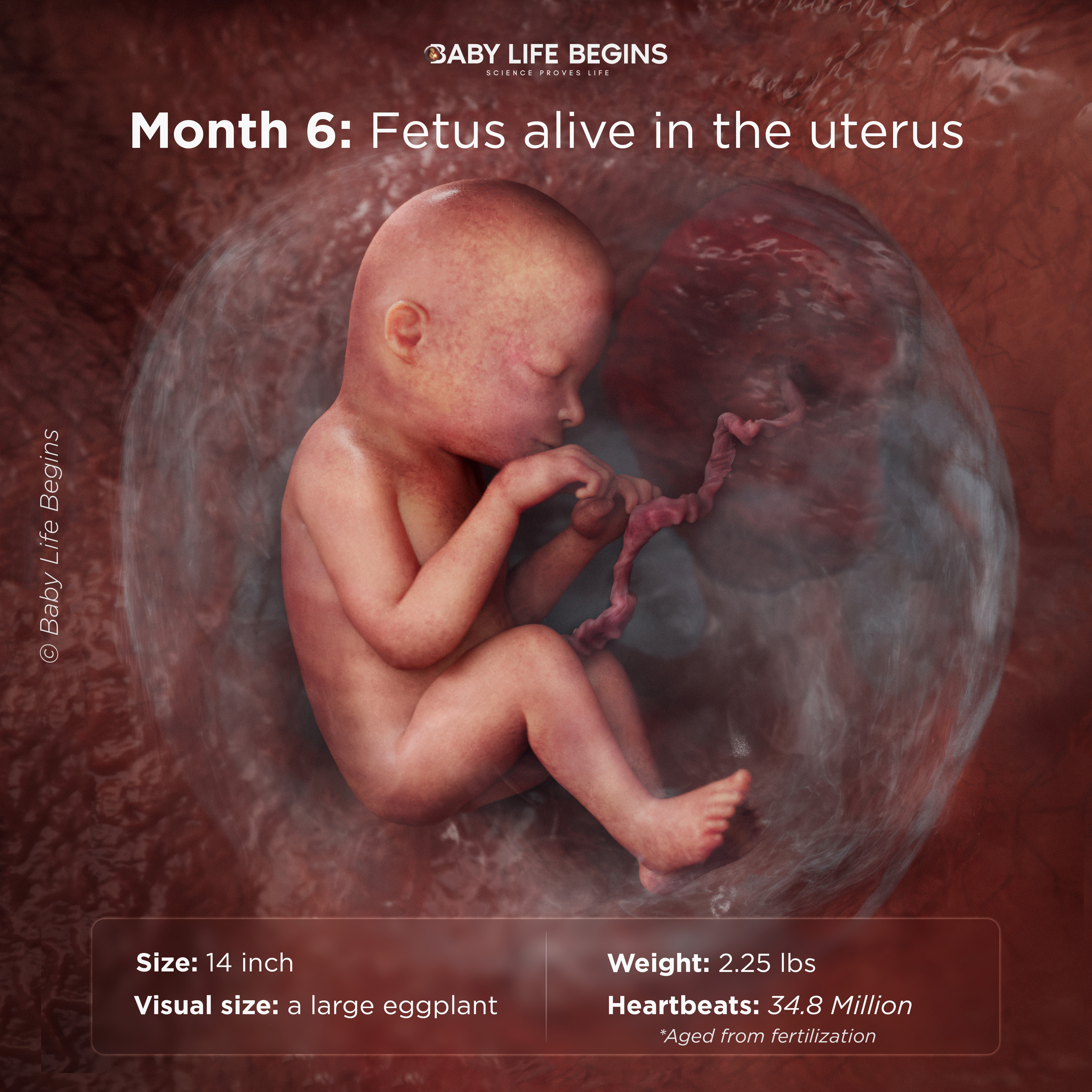Month 6 Hearing, Breathing Practice, and Awake/Sleep Cycles