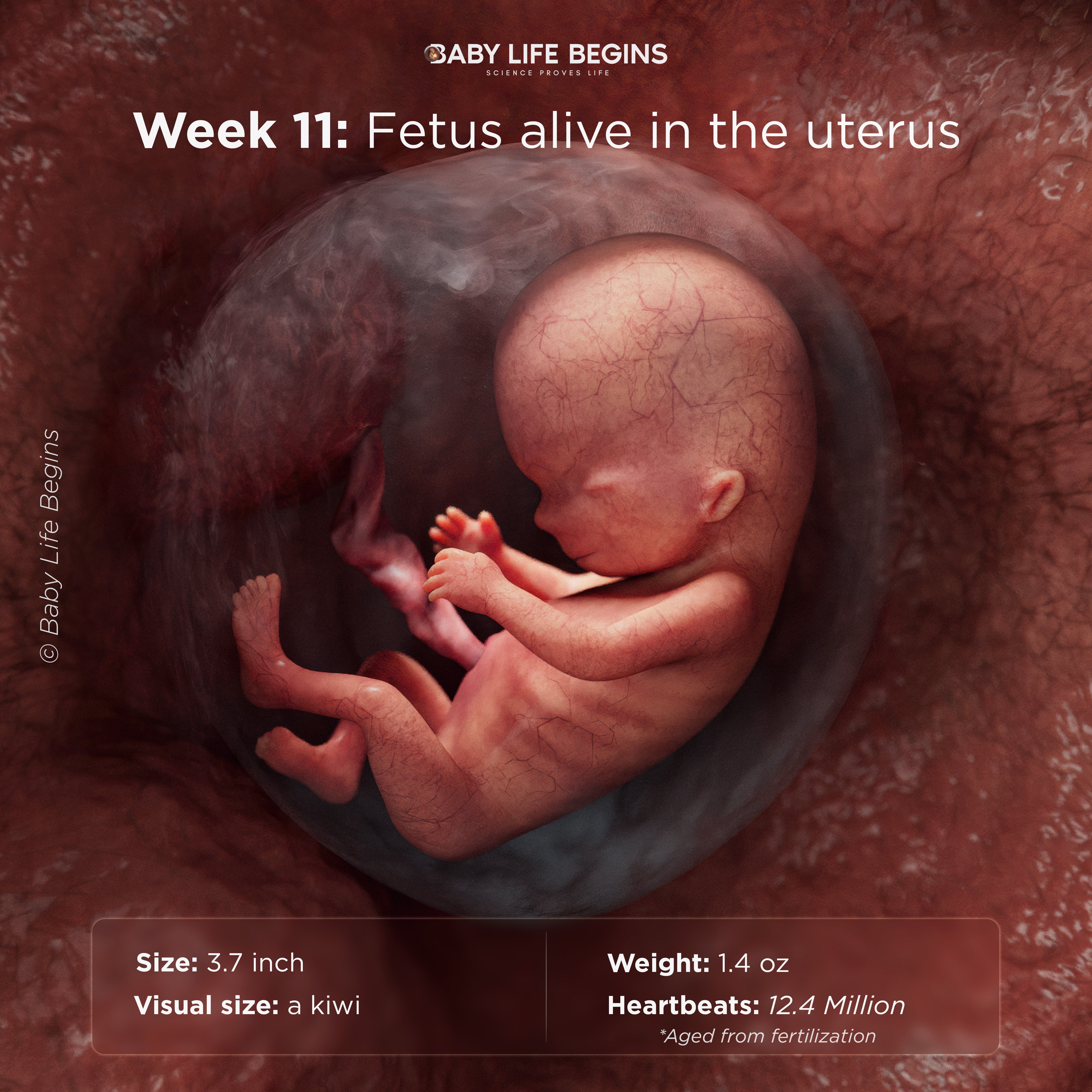 Week 10 The Baby Can Move and Stretch