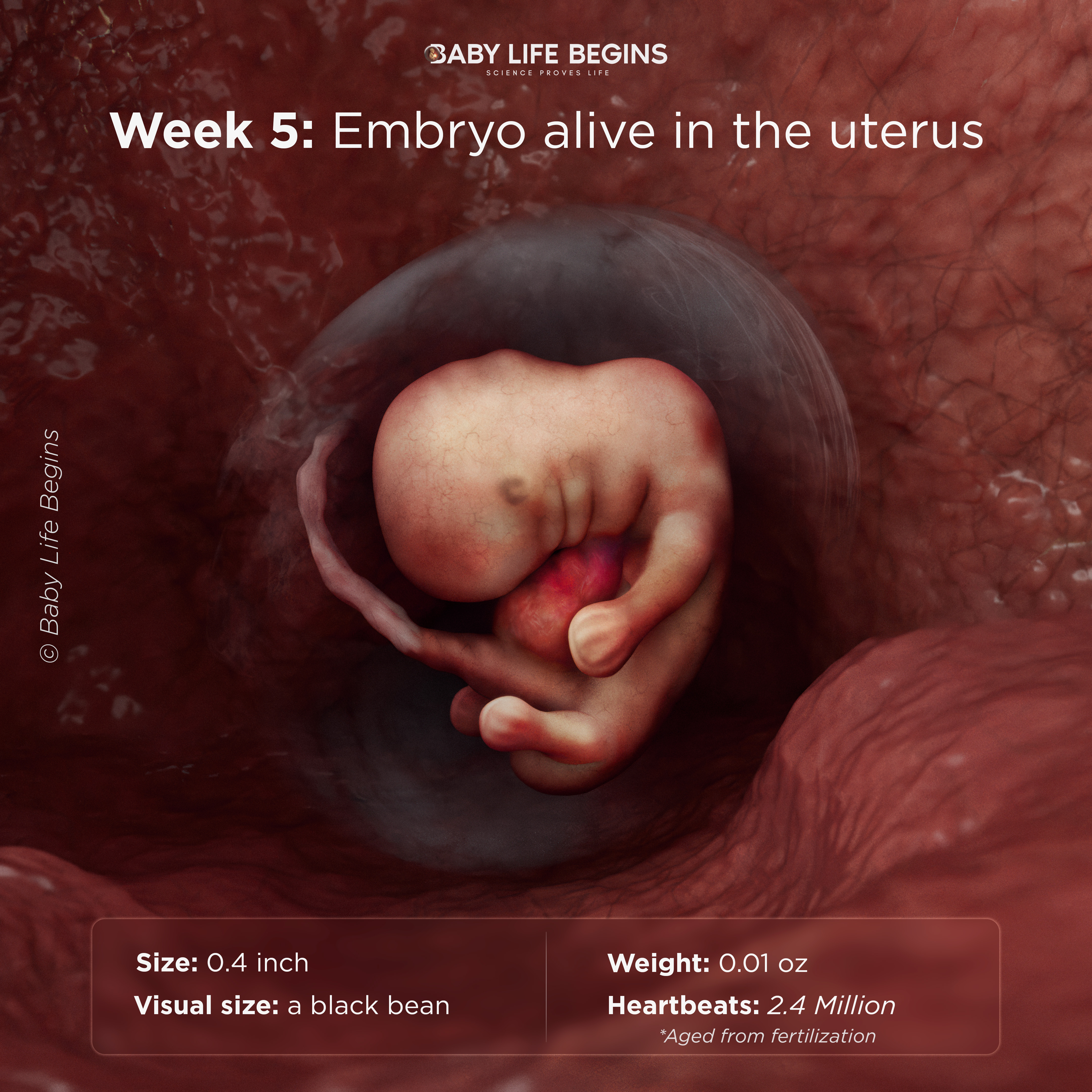Week 5 The First Heartbeat