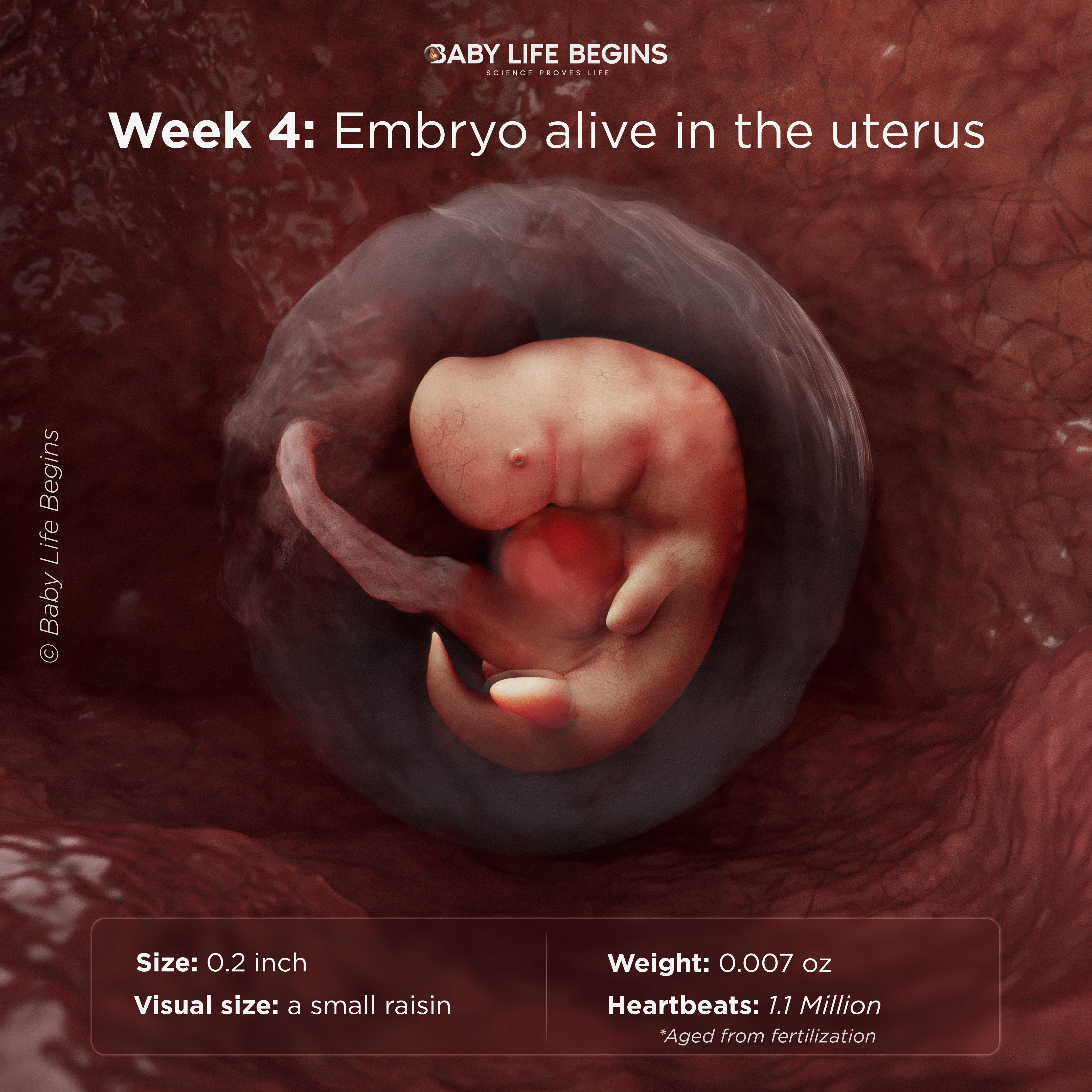 Week 4 embryo with early heart