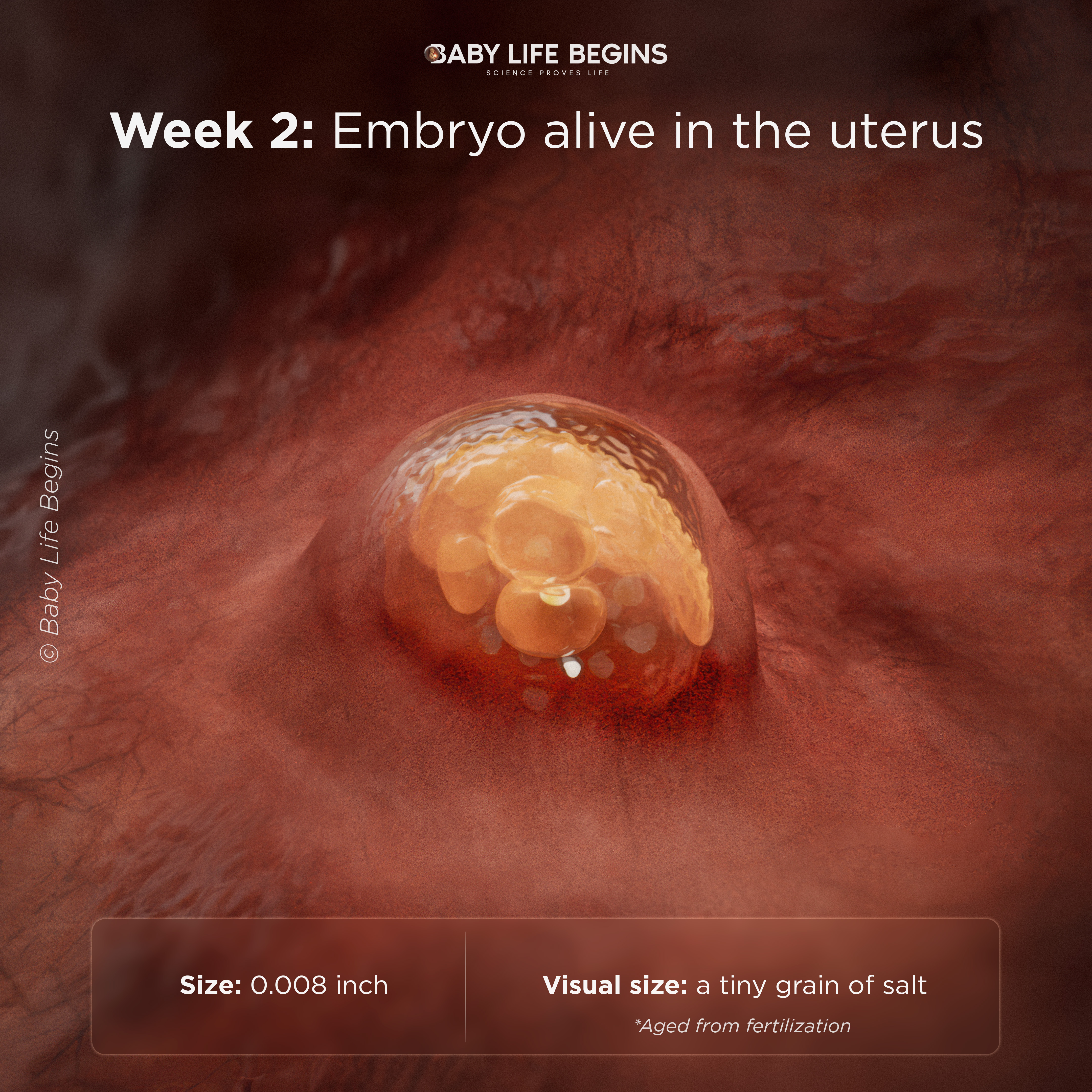 Week 2 embryo alive in the uterus