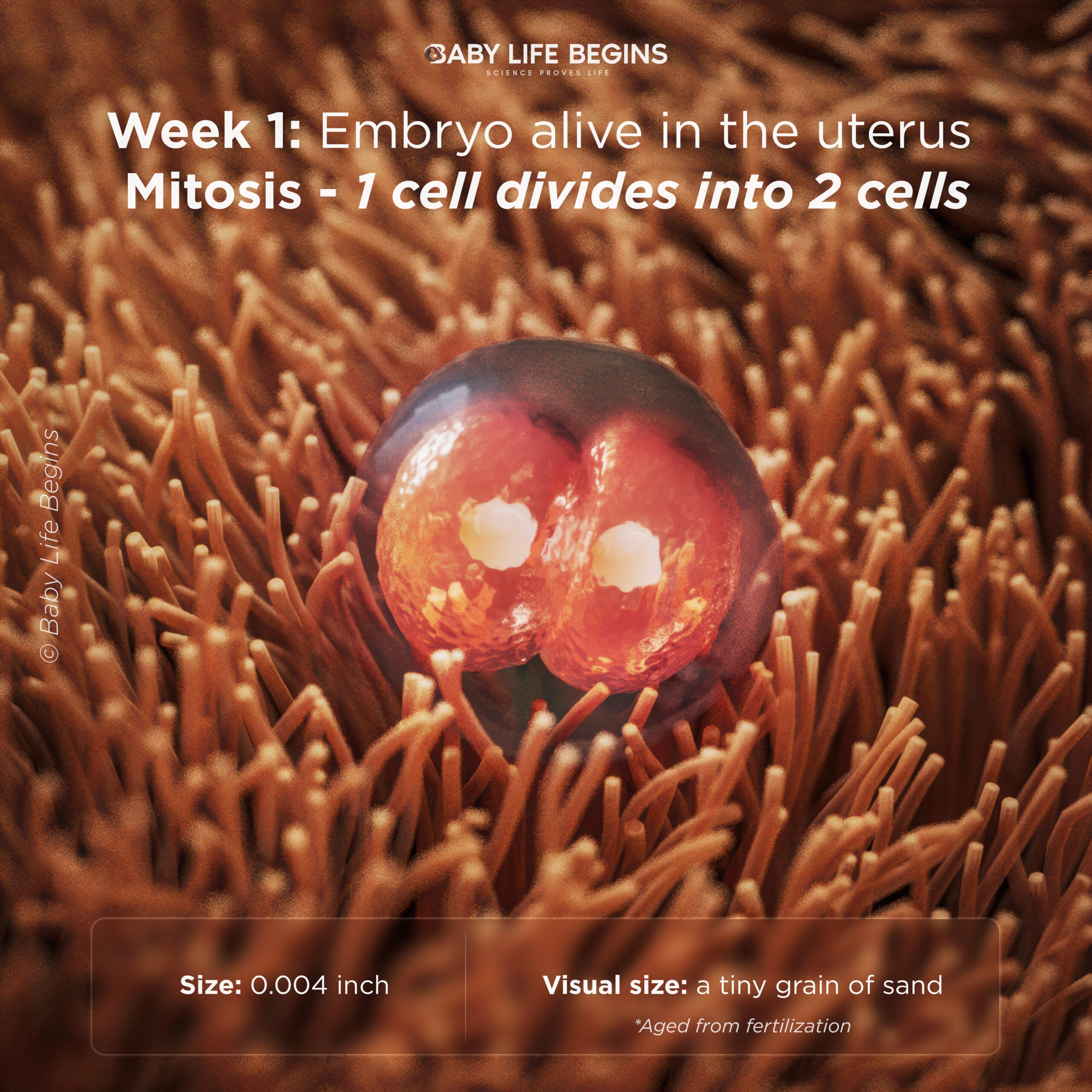 Mitosis