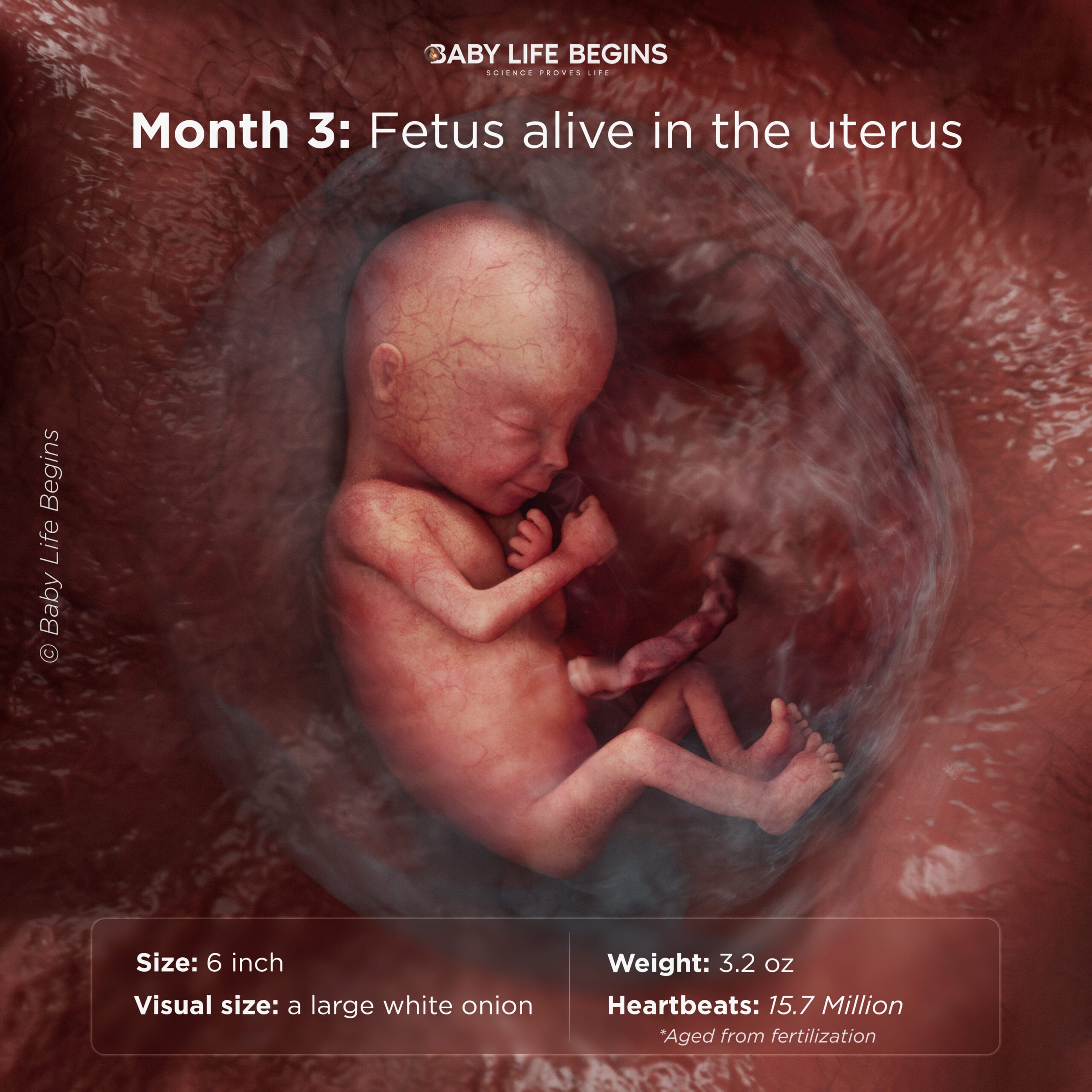Month 3: Fetus active in the womb