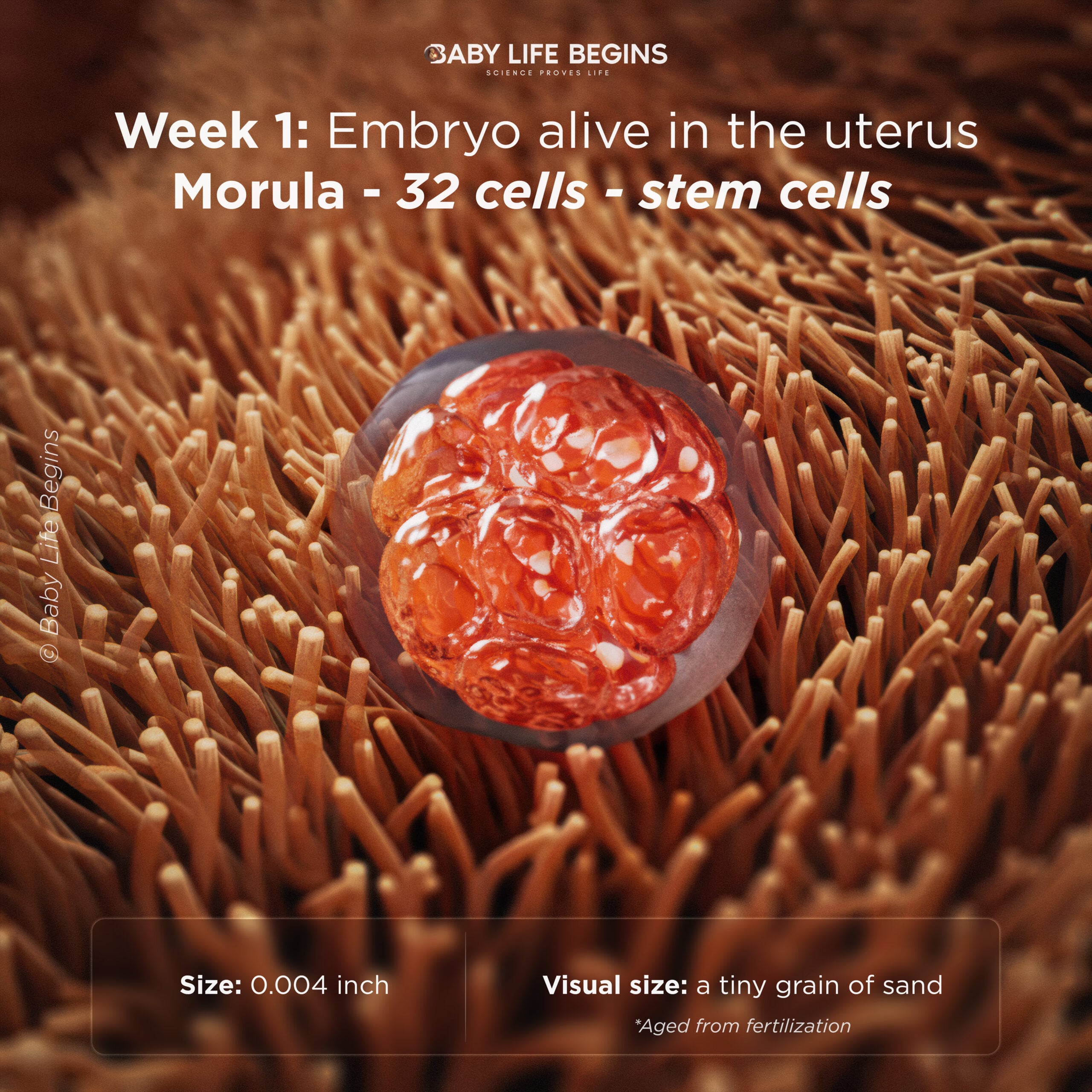 Morula — 32 cells made of stem cells