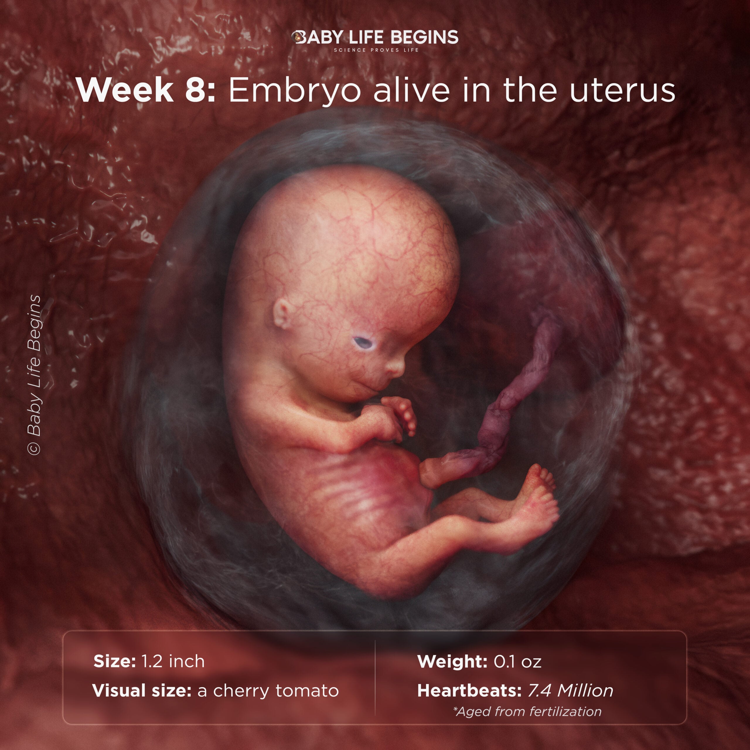 Week 8: Embryo alive in the uterus