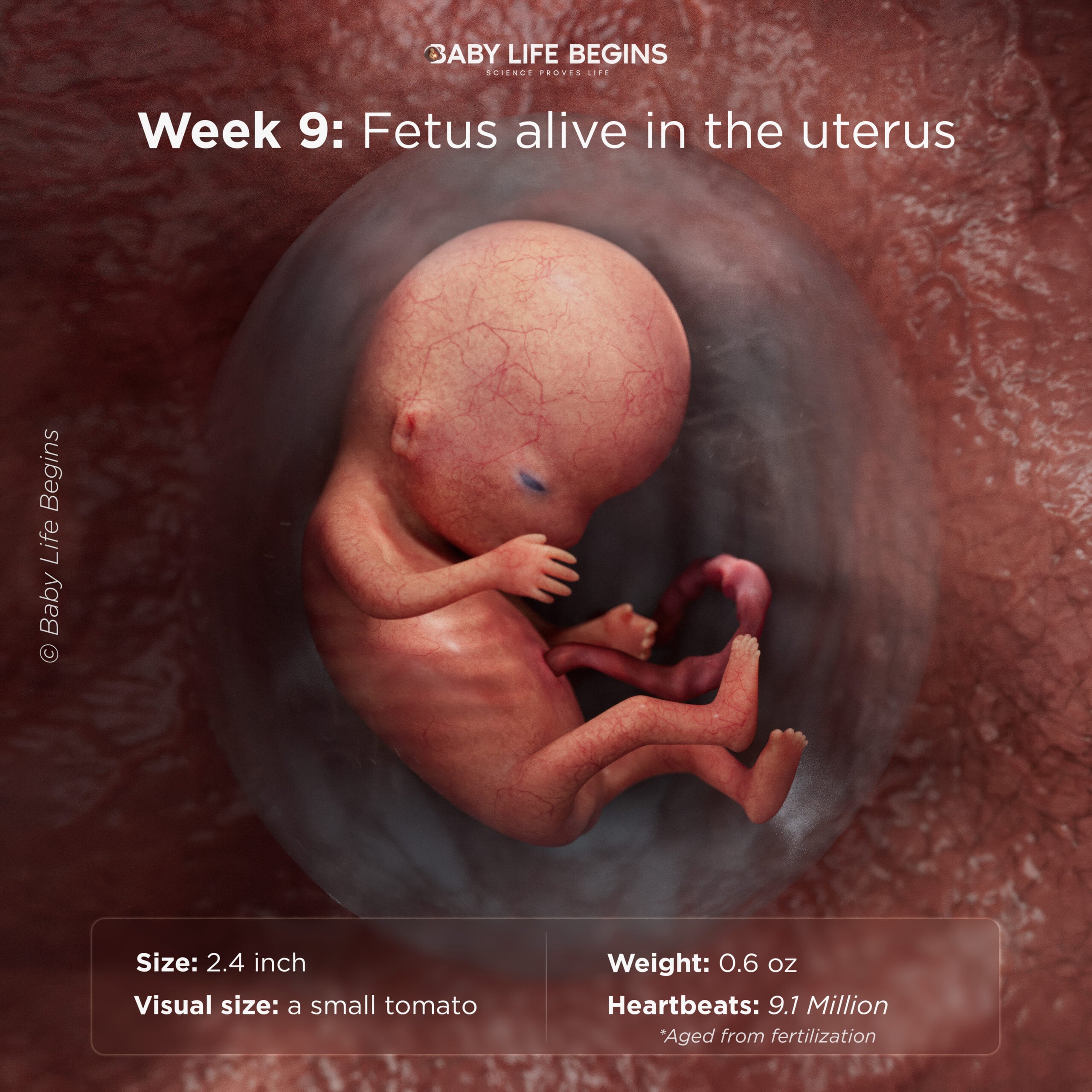 Week 9: Fingers, Toes, and Facial Features Form