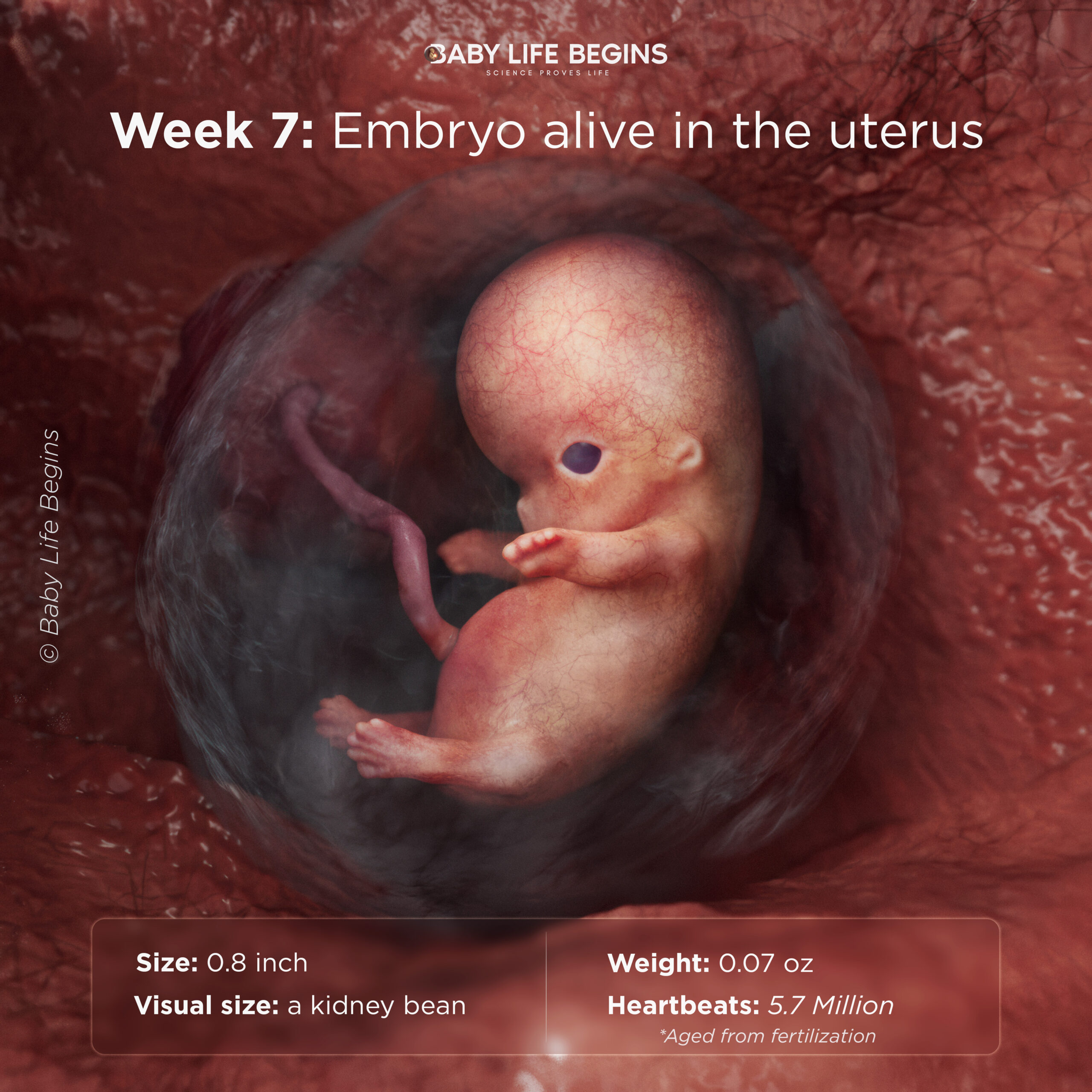 Week 7: Starting to Look Like a Little Person