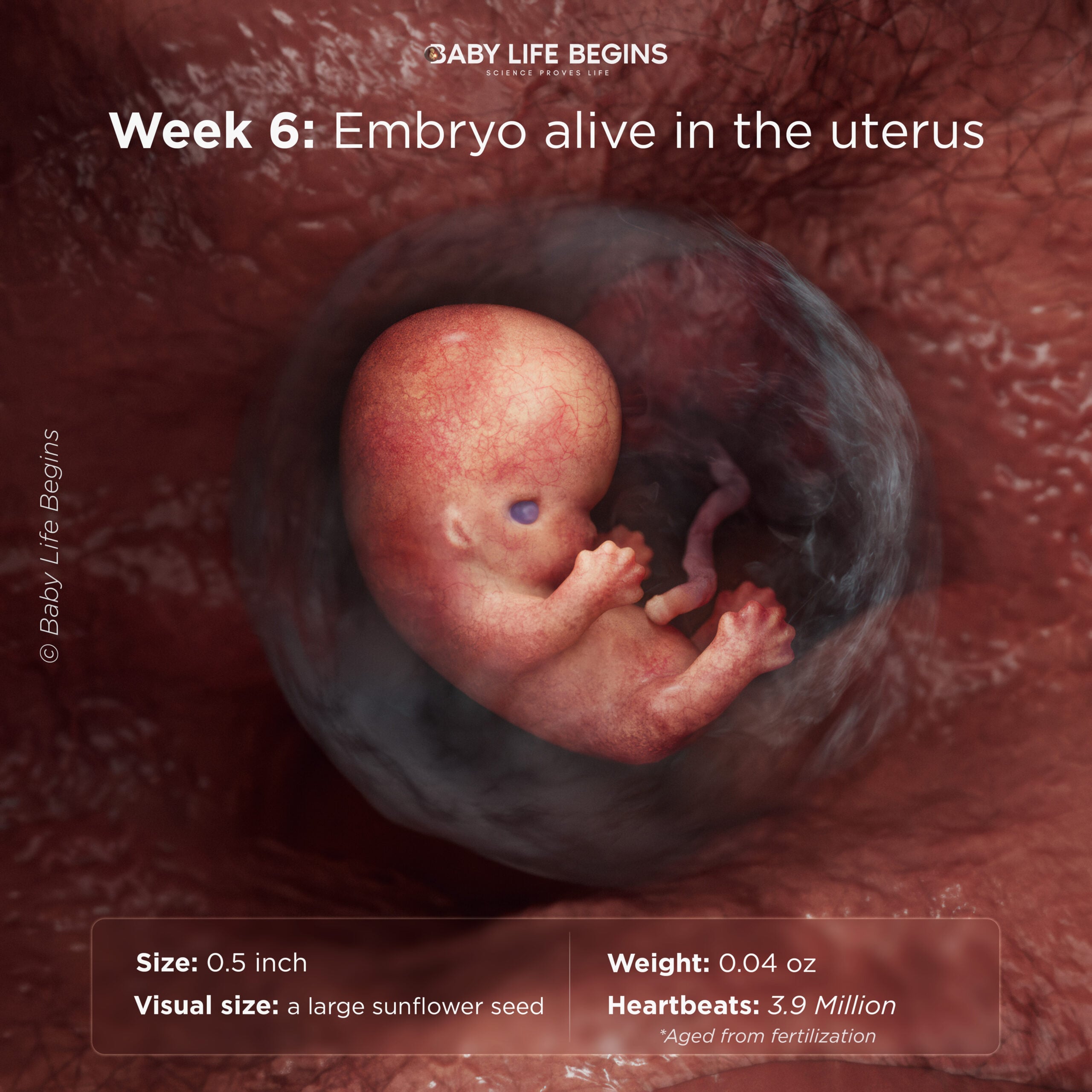 Week 6: A Face Begins to Form