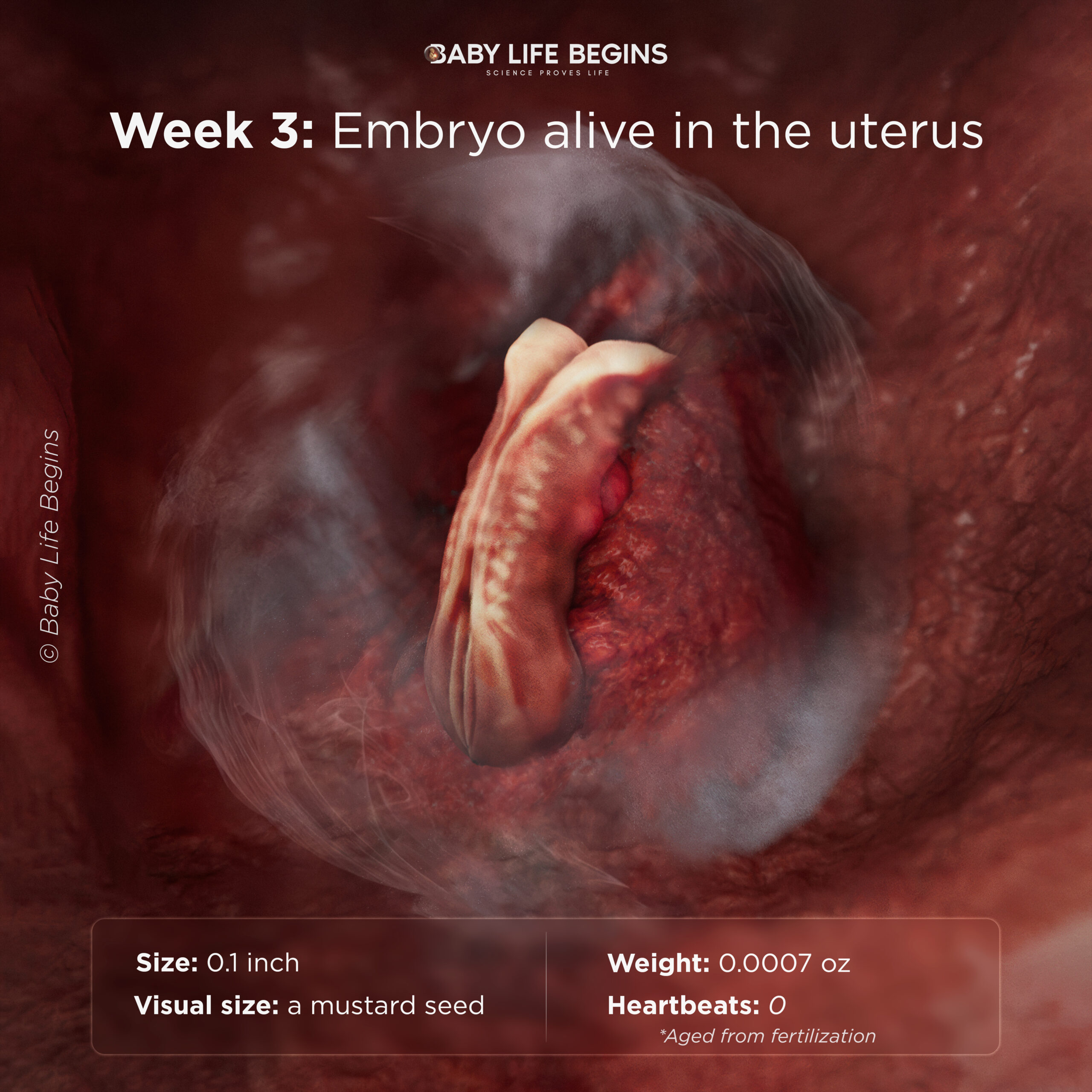 Week 3: Early Human Development