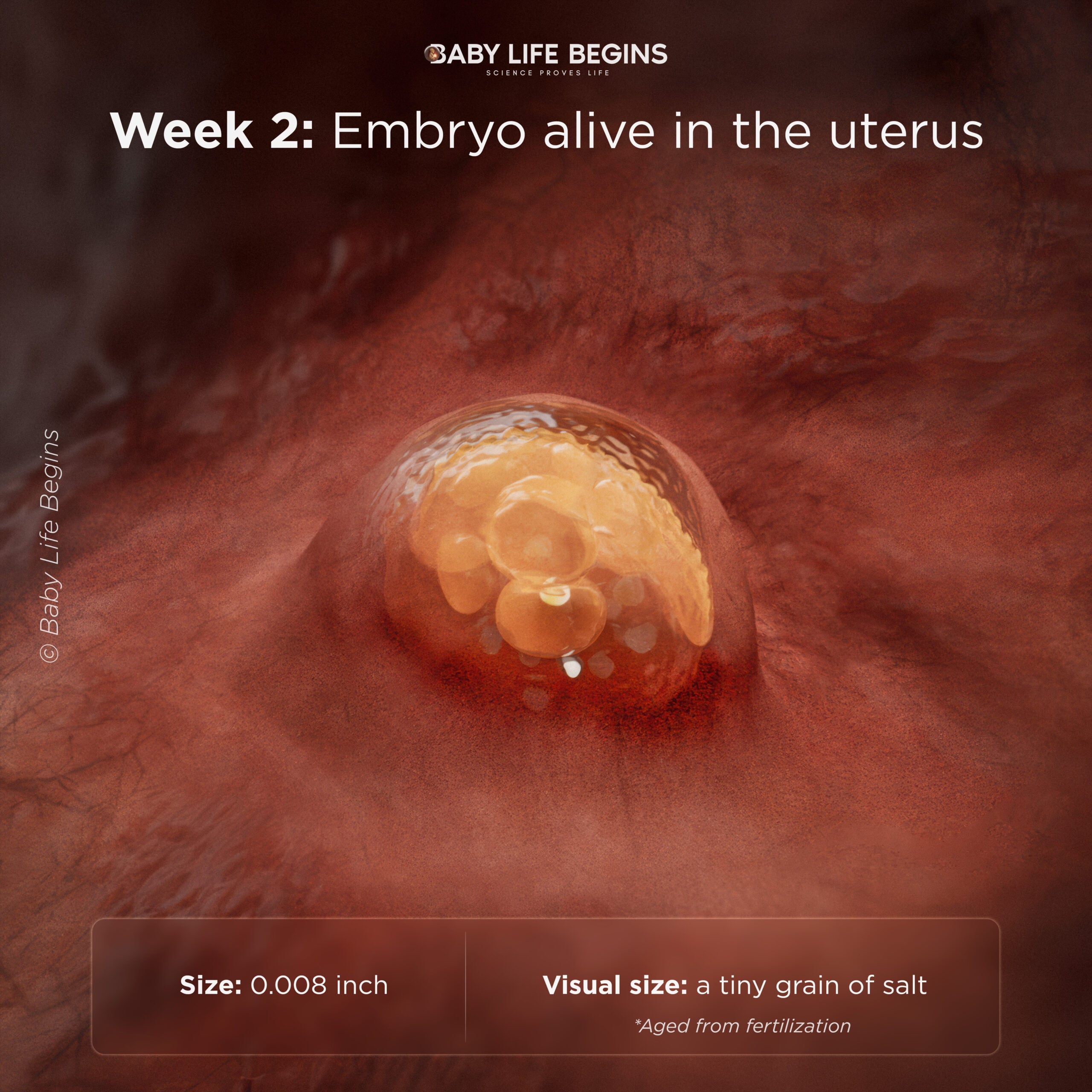 Week 2: Embryo alive in the uterus