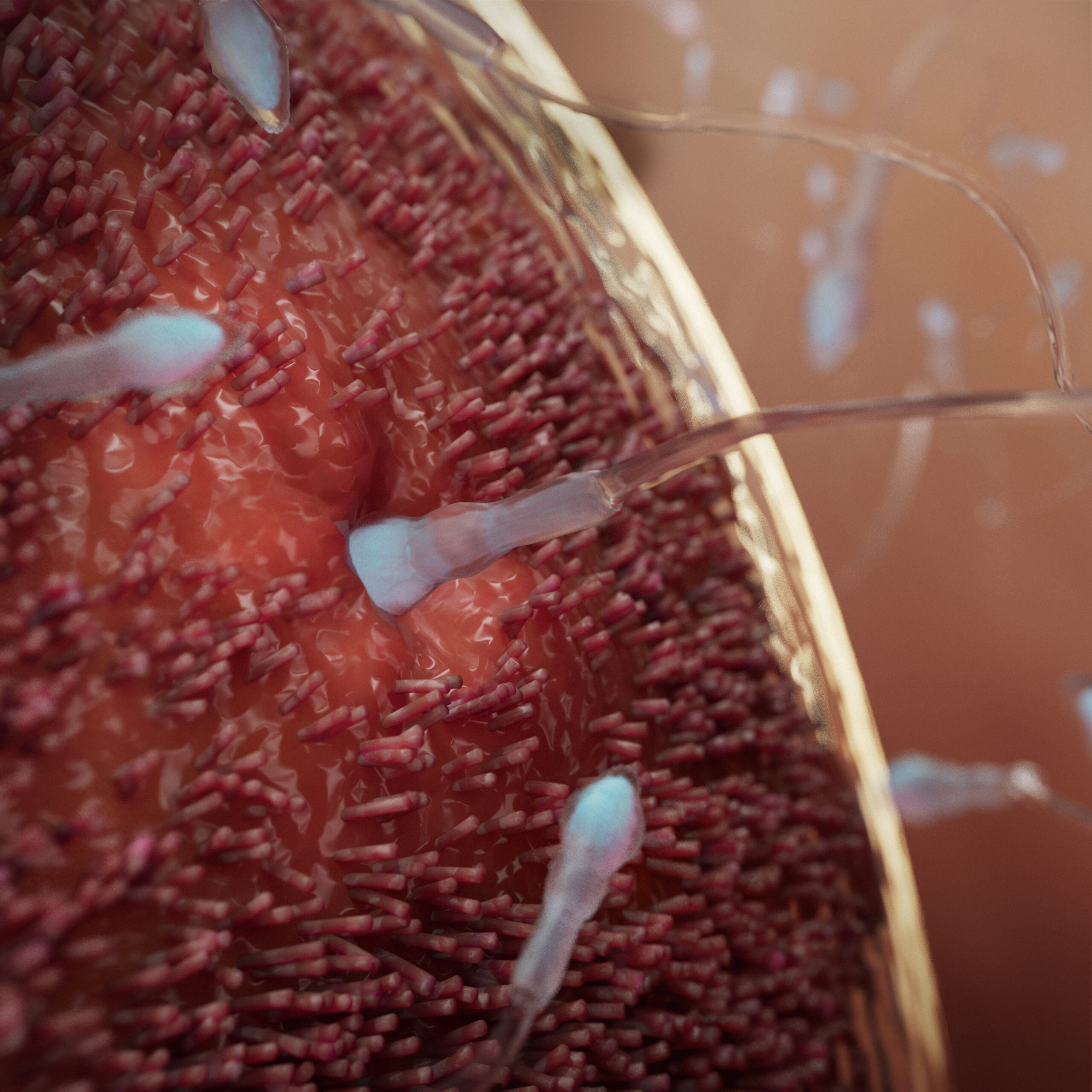 Fertilization stage