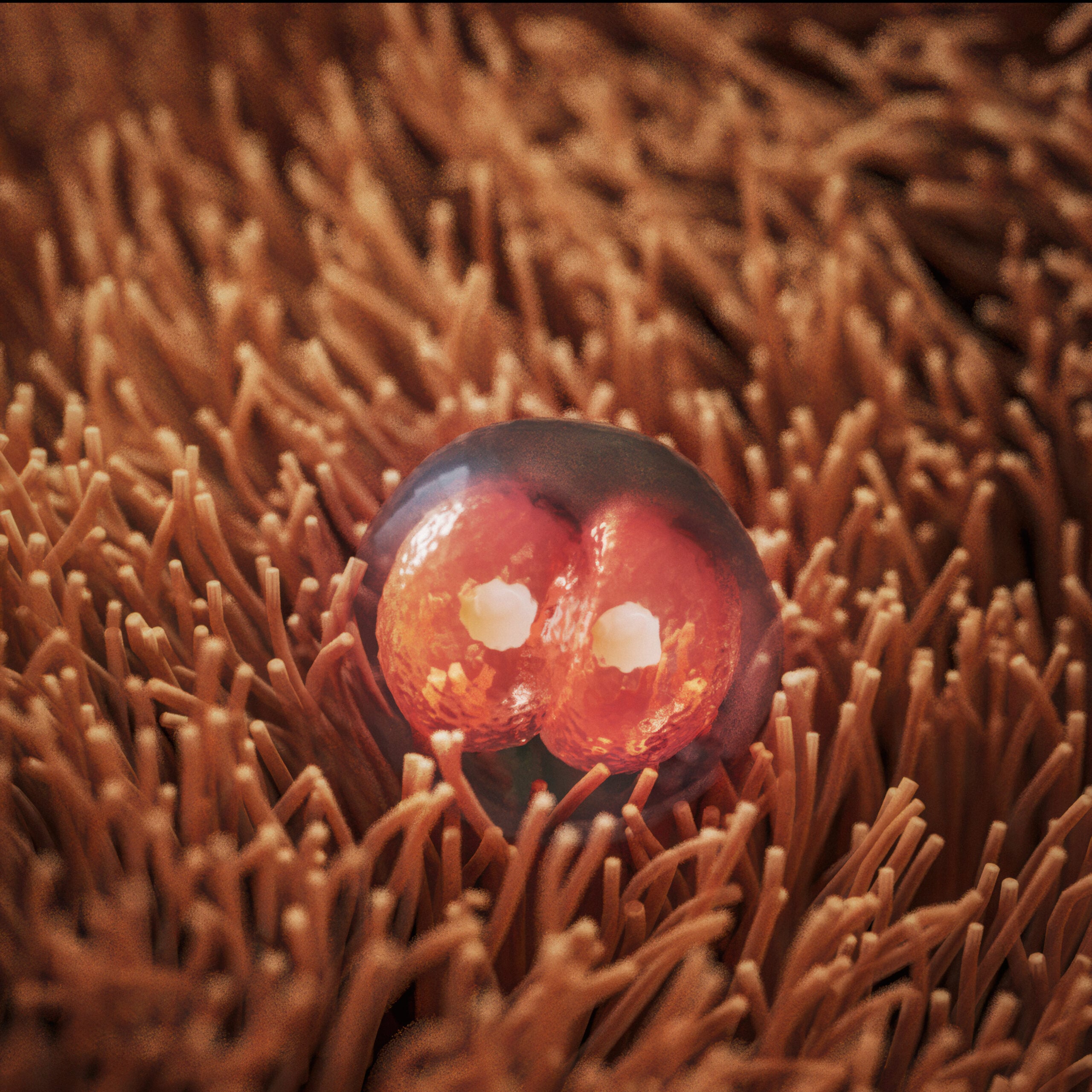Week 1 mitosis stage