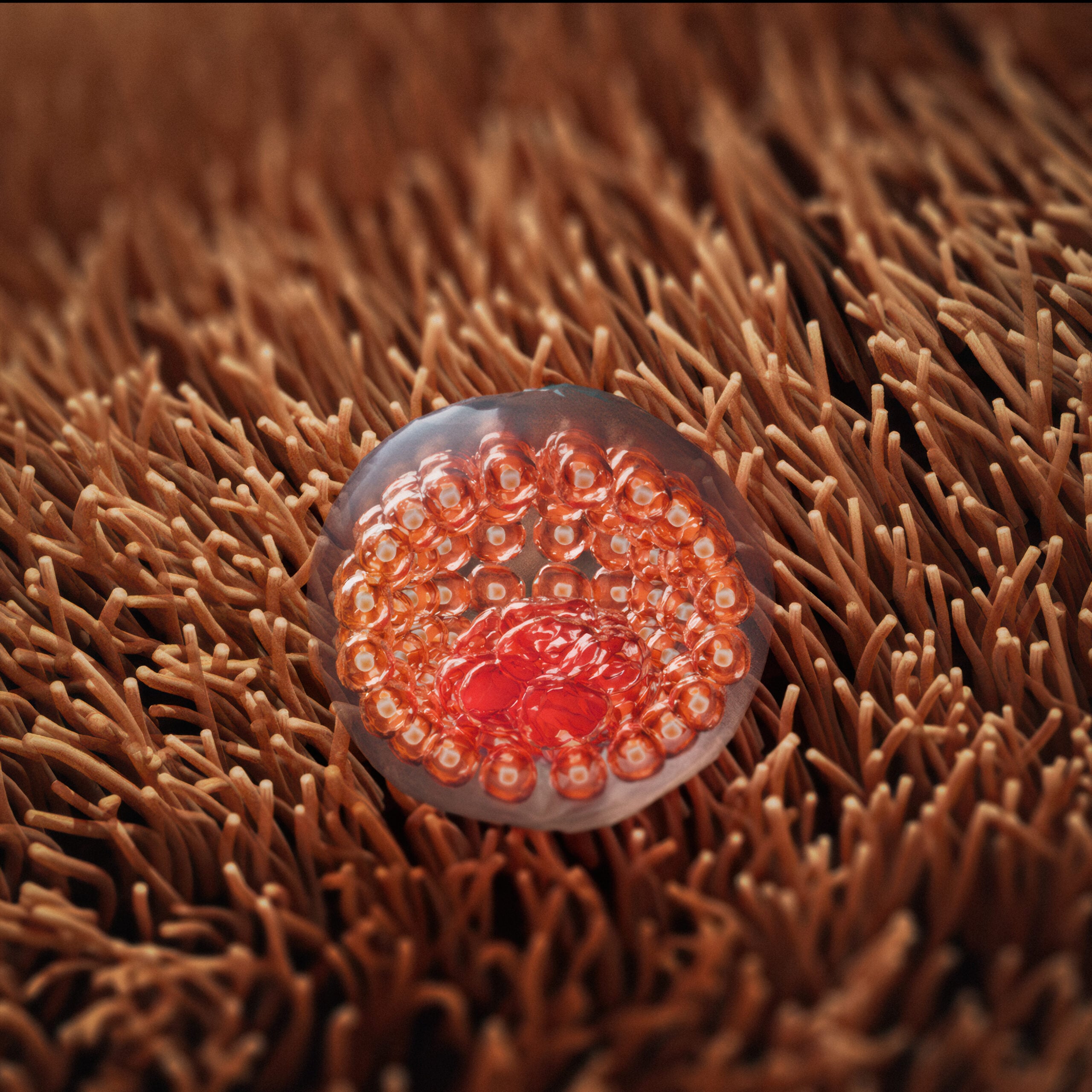 Week 1 blastocyst stage