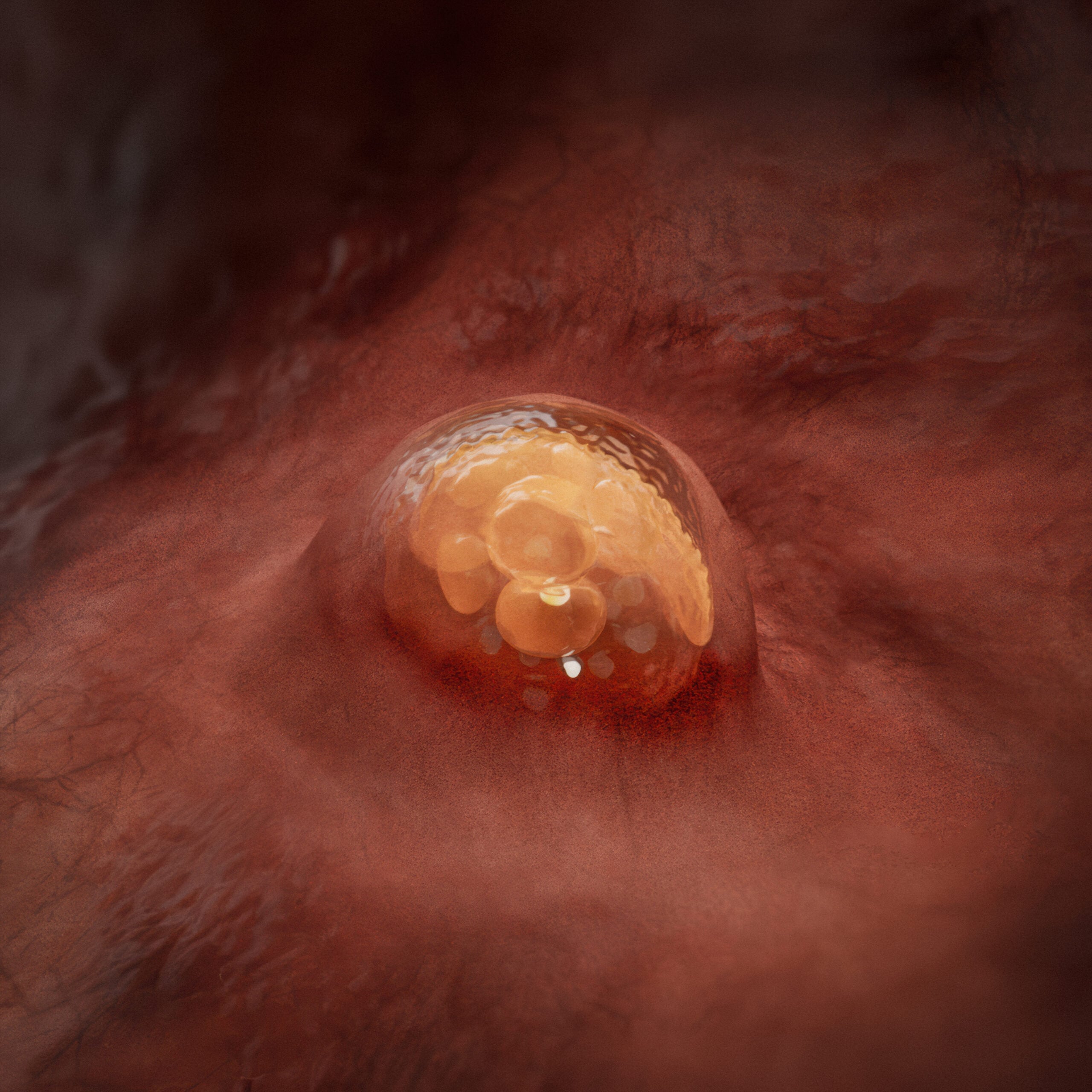 Week 2 implantation stage