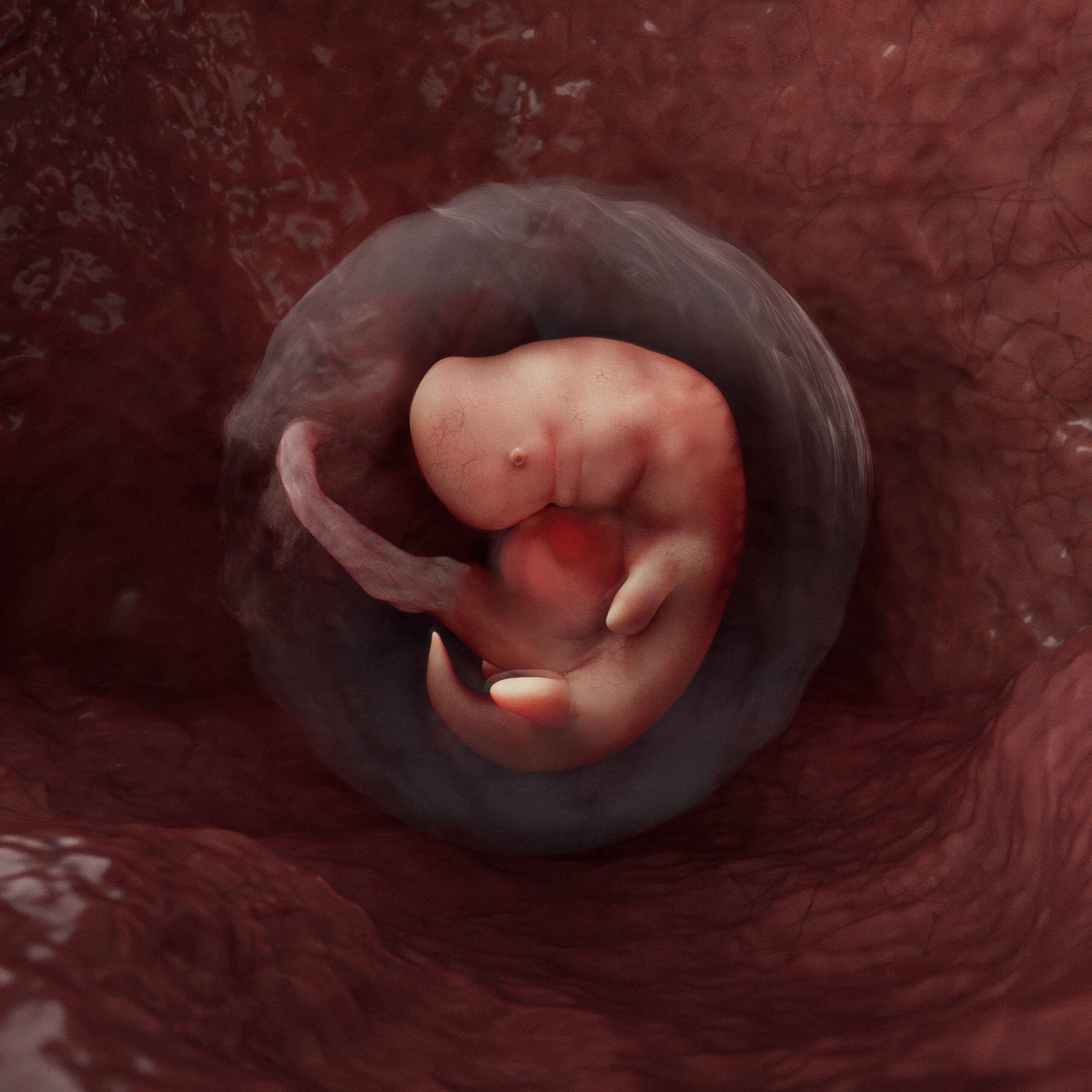 Week 4 embryo stage