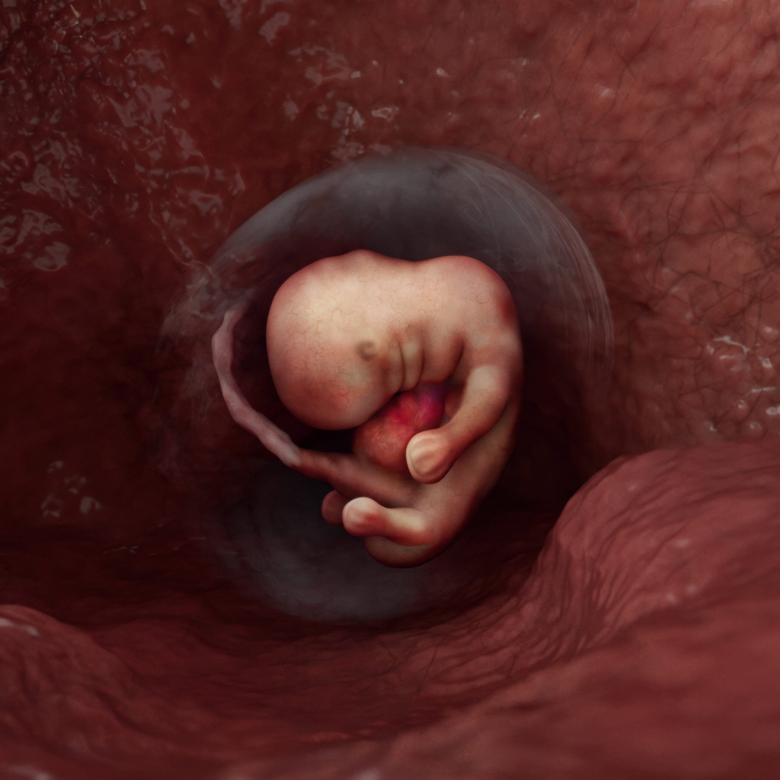 Week 5 embryo stage