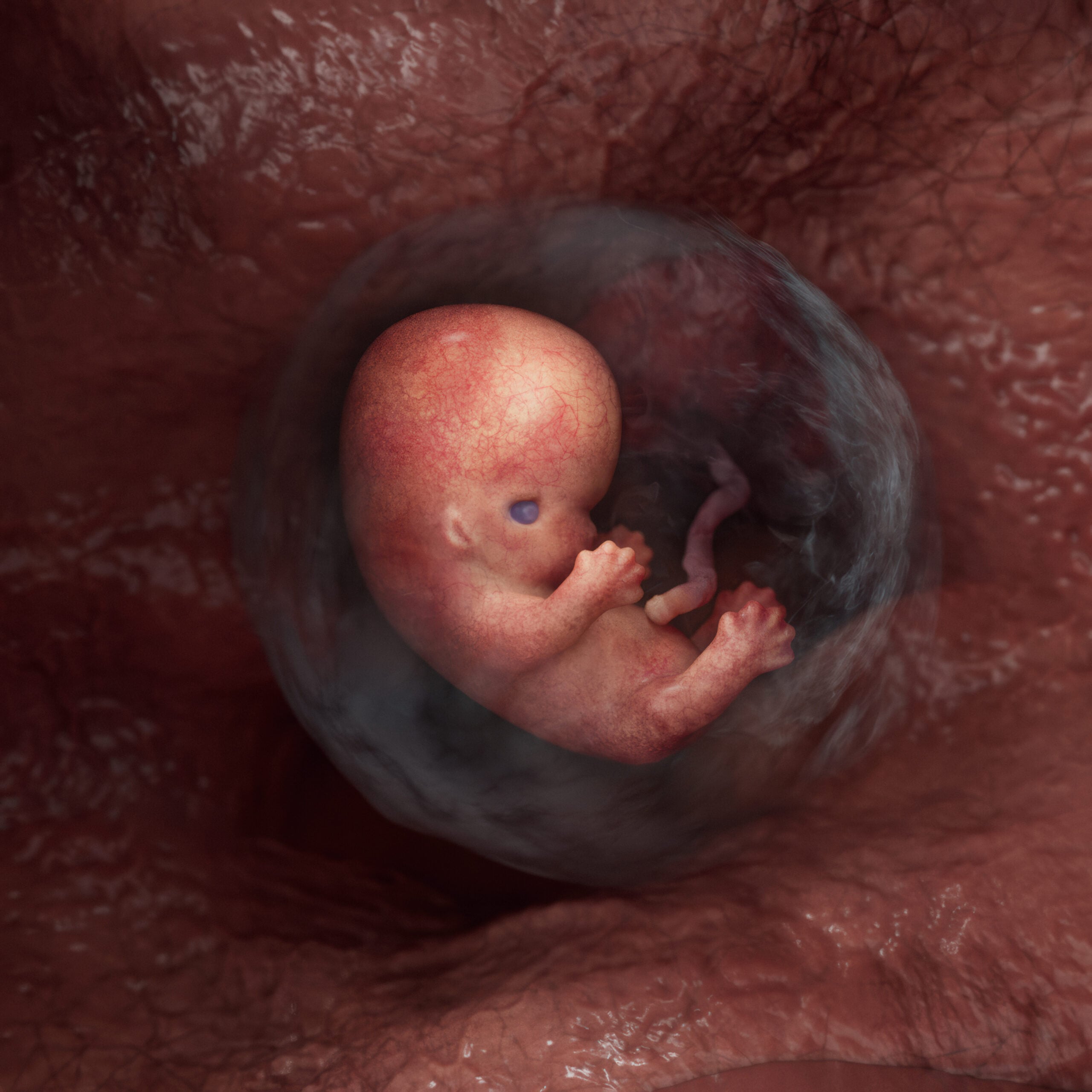 Week 6 embryo stage