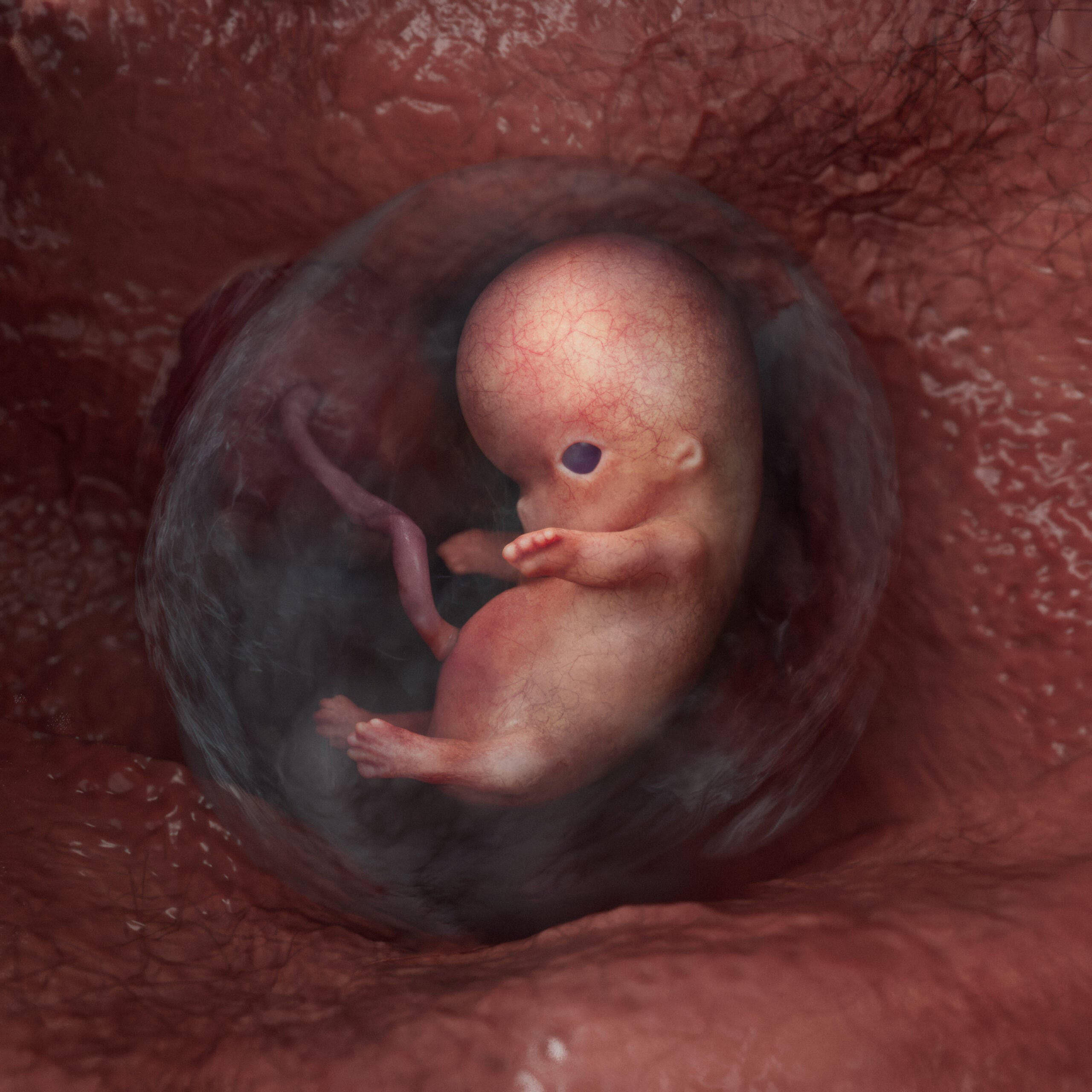 Week 7 embryo stage