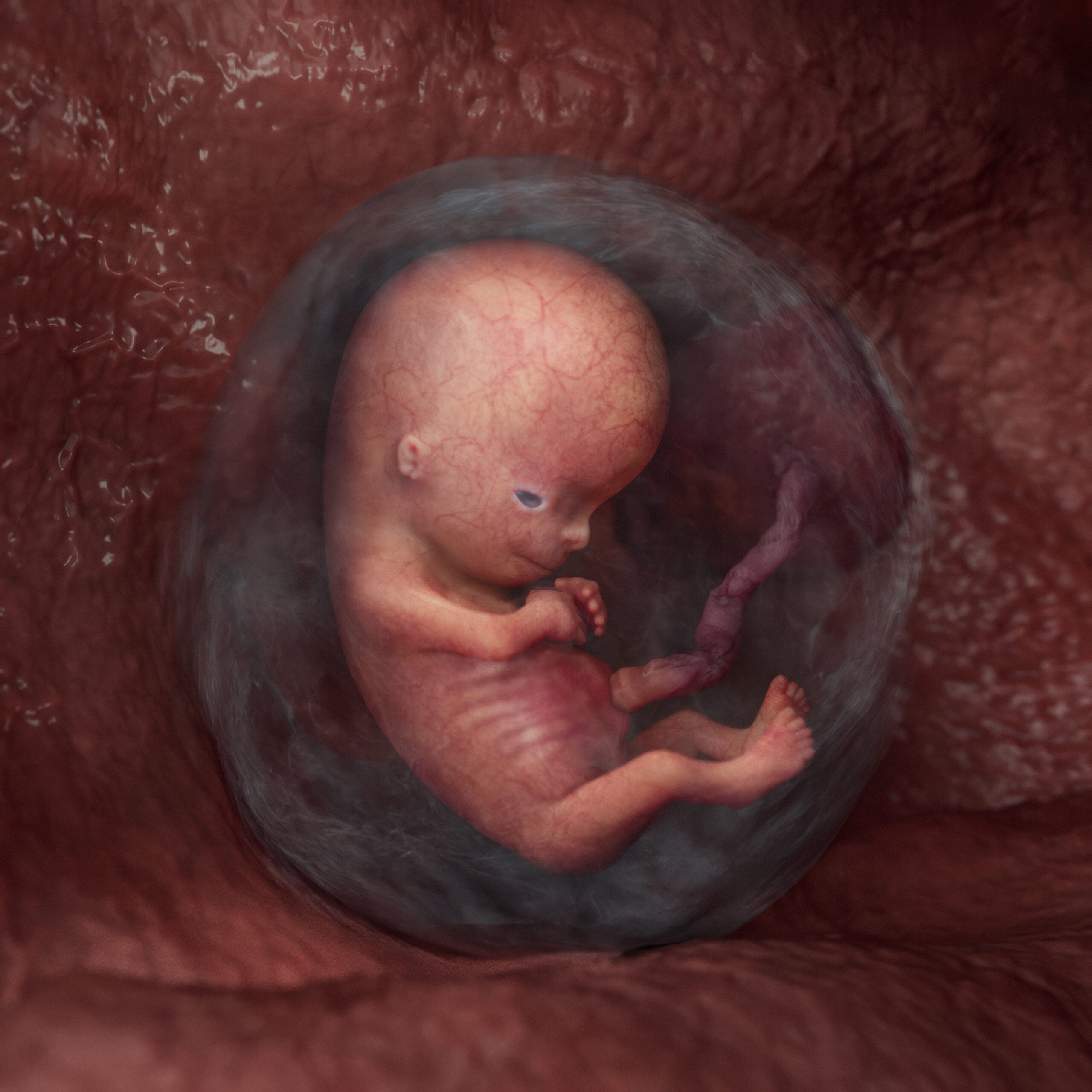 Week 8 embryo stage