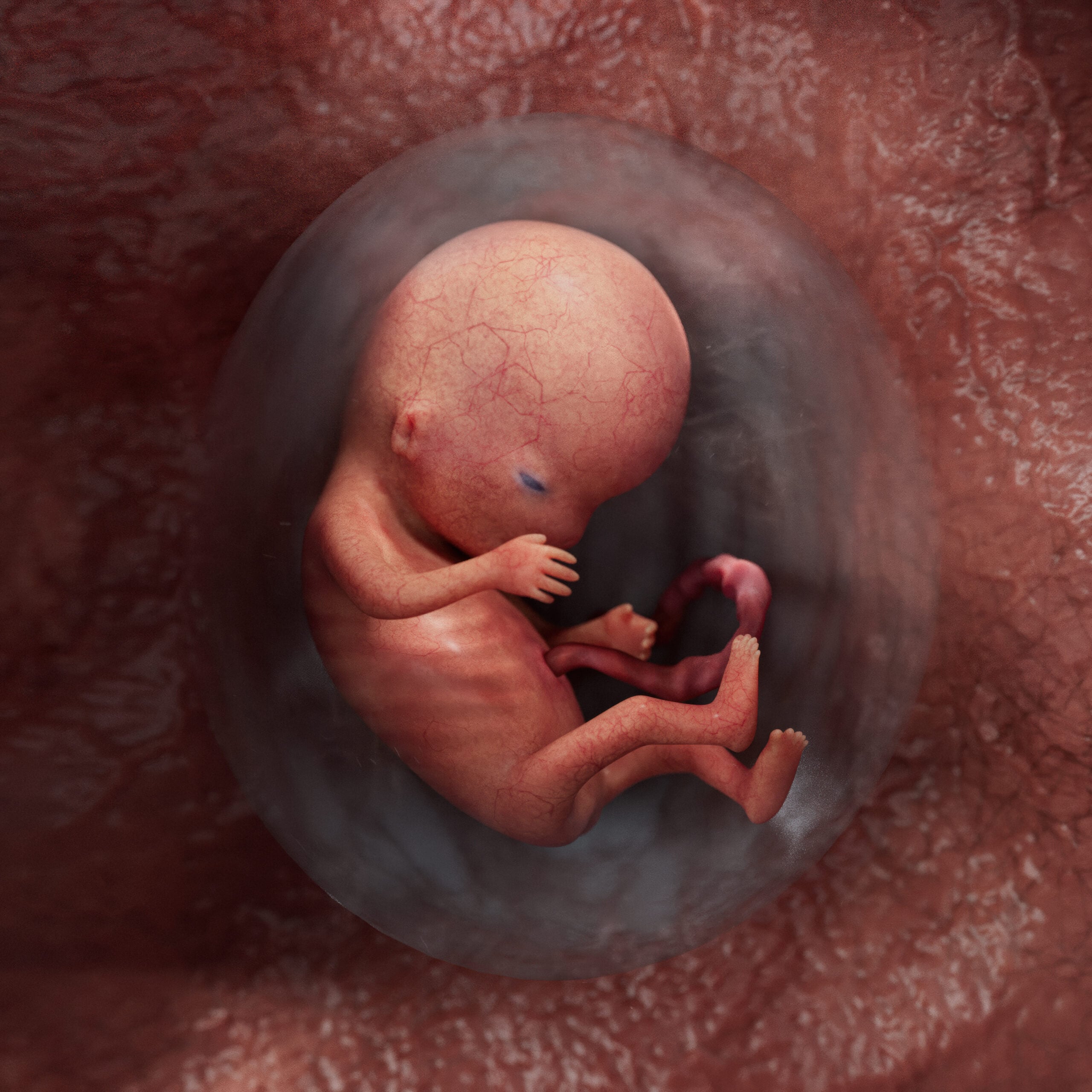 Week 9 fetus stage